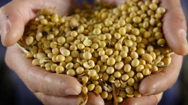 un tribunal european a aprobat comercializarea de produse cu soia modificata genetic