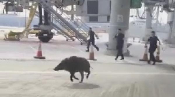 video un porc mistret a creat haos pe un aeroport
