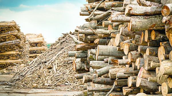 guvernul mai pune o piedica hotilor de lemn