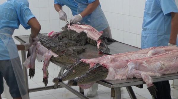 peta denunta moartea violenta a crocodililor pentru confectionarea de genti louis vuitton