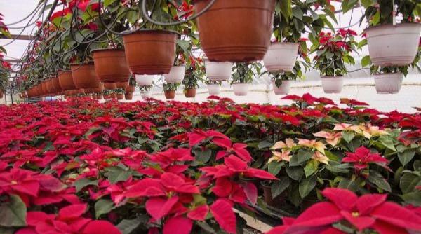 gradina mea cum ingrijesti o craciunita