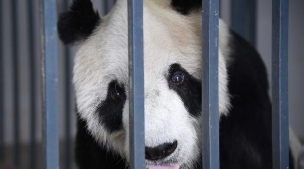 bunicul ursilor panda pan pan a murit la 31 de ani