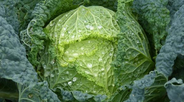 de ce e bine sa bei zeama de varza iarna