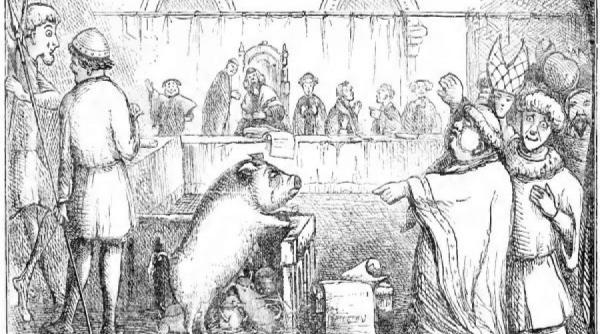 tribunalul animalelor cand si de ce pot fi trimise in judecata animalele video