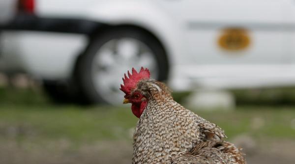 ansvsa virusul gripei aviare a fost identificat la o gospodarie din localitatea pardina din judetul tulcea