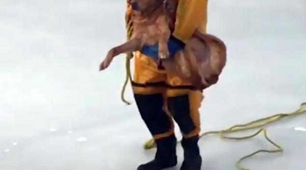 video pompierii au salvat un caine dintr un lac inghetat din michigan