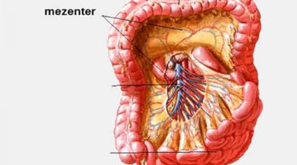 incredibil a fost descoperit un nou organ al corpului uman ce rol joaca acesta
