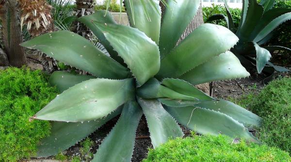 cum sa combati colesteroul cu suc de aloe vera