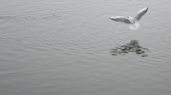 gripa aviara o gradina zoologica din rusia a eutanasiat toate pasarile
