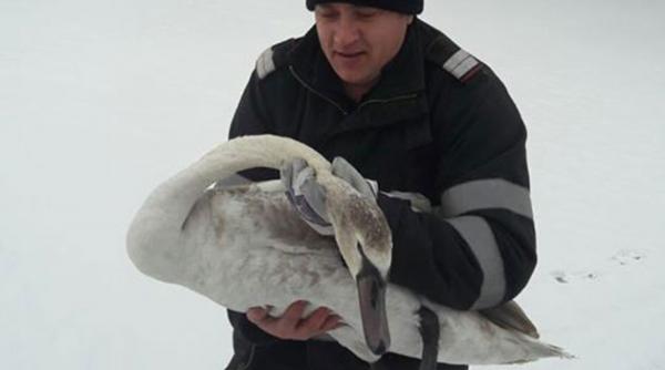 pui de lebada salvat de pompieri din apele inghetate