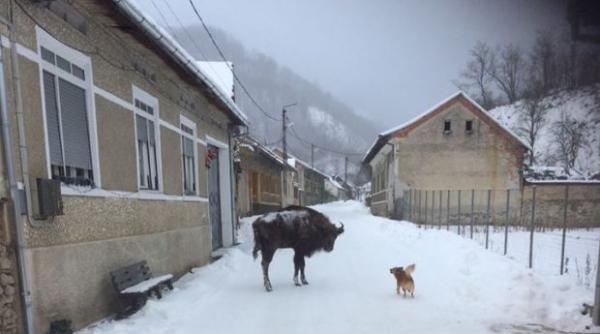 un zimbru din armenis se plimba pe ulitele satului