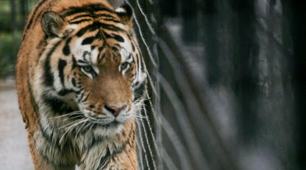 reactie dura a senatorului marius marinescu dupa ce mai multe animale au ars de vii