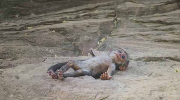 video reactia unor maimute la moartea unui pui robotizat incredibil de emotionanta