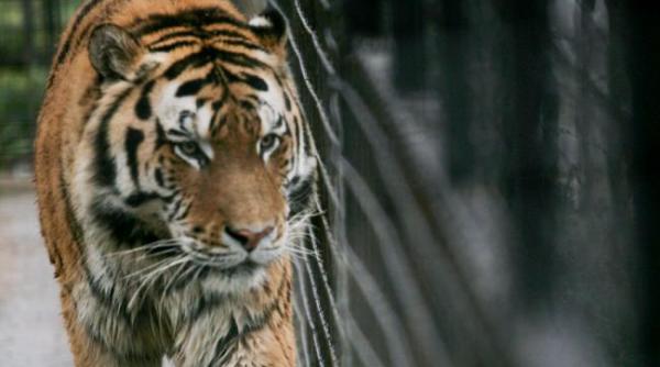 presedintele federatiei pentru protectia animalelor si mediului a depus plangere penala dupa moartea animalelor de la circul globus