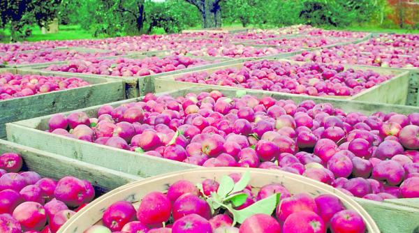 bani pentru fermierii loviti de embargoul rusesc