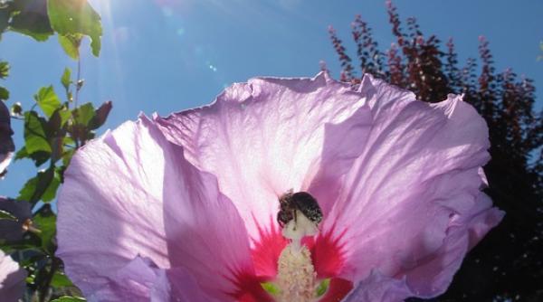 iata ceaiul care ajuta la scaderea tensiunii arteriale