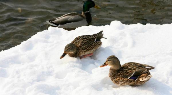 lacul de acumulare stanca costesti adapost de iarna pentru mii de rate salbatice si zeci de lebede