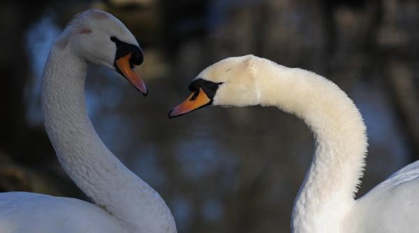 doua cazuri de gripa aviara constatate in localitatea ivesti la doua lebede