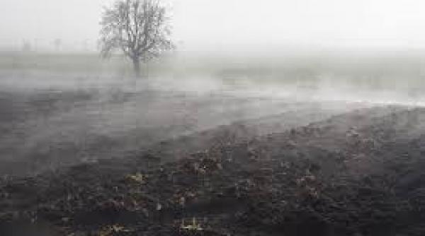 cod galben de ceata in opt judete