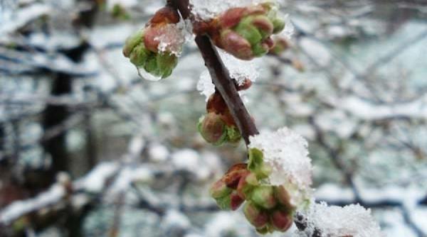 prognoza meteo pentru februarie si martie primavara se lasa asteptata