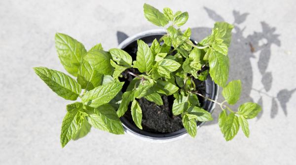 cele mai eficiente tratamente anti rid