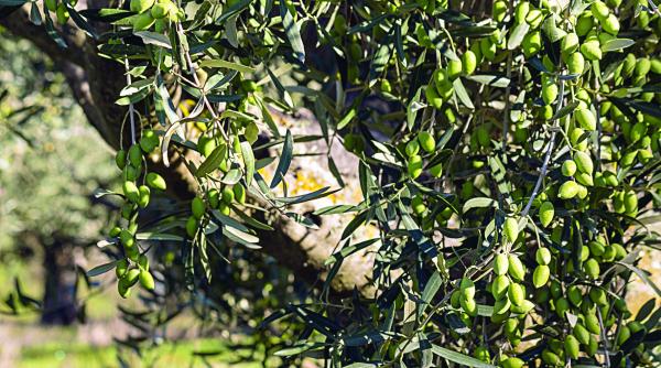 maslinii si viermii de matase noile culturi intensive ale romaniei