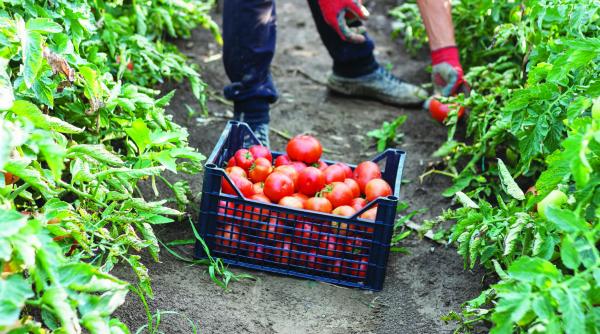 romanii din italia cer ajutor guvernul le trimite calusari