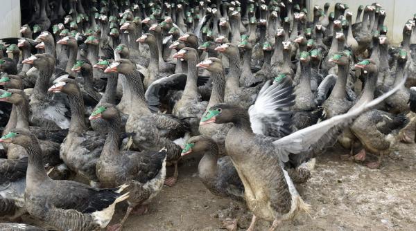 ungaria gripa aviara a dublat pretul la foie gras