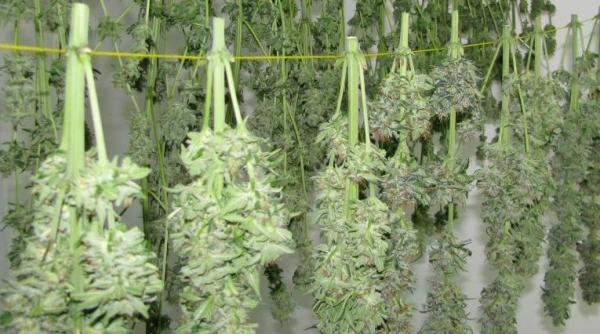 procurorii diicot au gasit o importanta candtitate de canabis in podul unei case