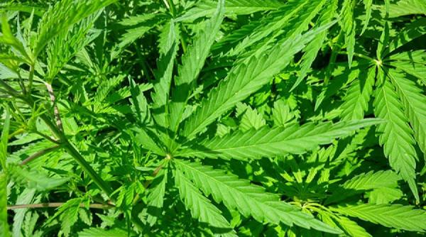 tratamente naturiste planta controversata care trateaza zeci de boli ale omenirii garantat