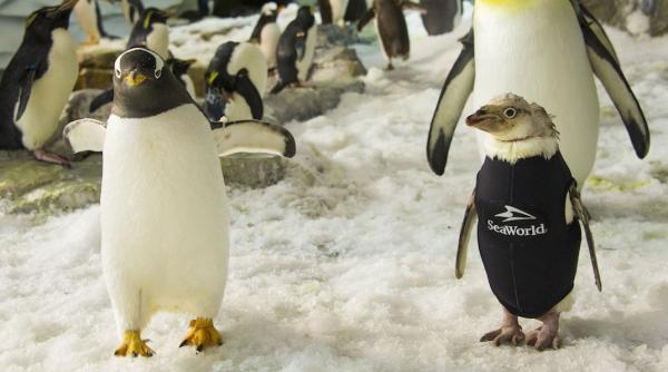 un pinguin din parcul seaworld si a recapatat penele datorita unui costum termic