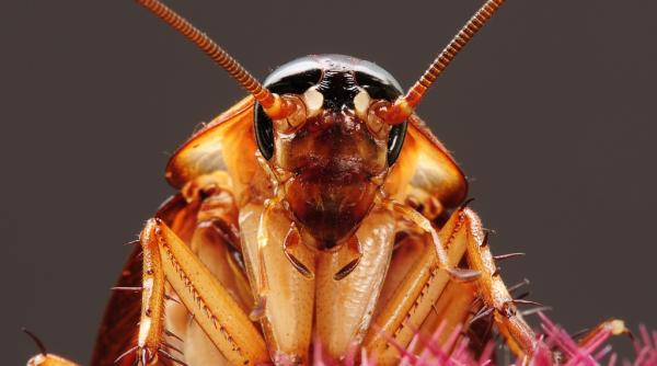 dezinsectia dezinfectia si deratizarea ar putea fi realizate in bucuresti de o societate comerciala infiintata de municipalitate