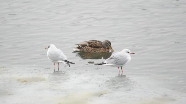 noi focare de gripa aviarp confirmate in tulcea si prahova