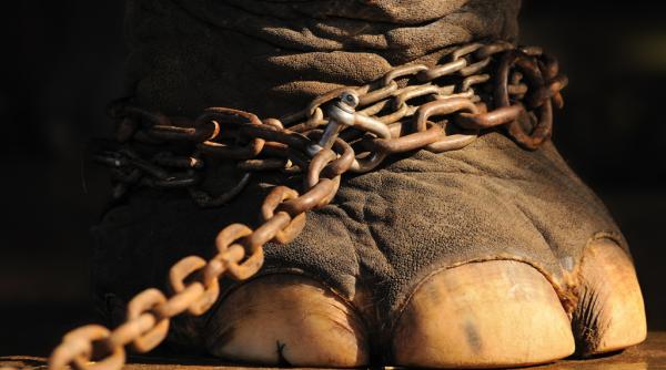 primaria capitalei elimina dresura de animale din spectacolele circului globus