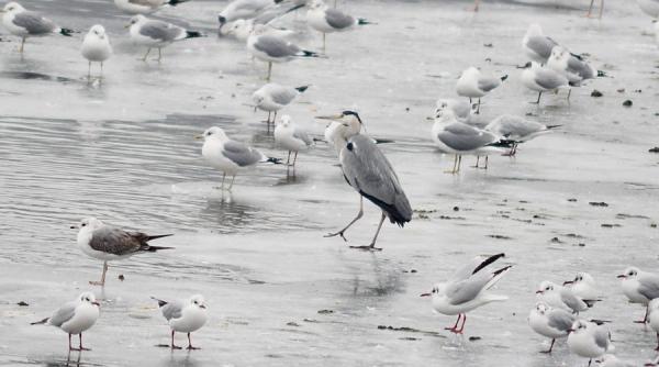 prognoza meteo pentru intervalul 30 ianuarie 12 februarie