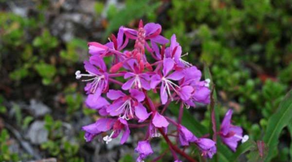 tratamente naturiste ceaiul lui ivan planta care ucide cancerul garantat