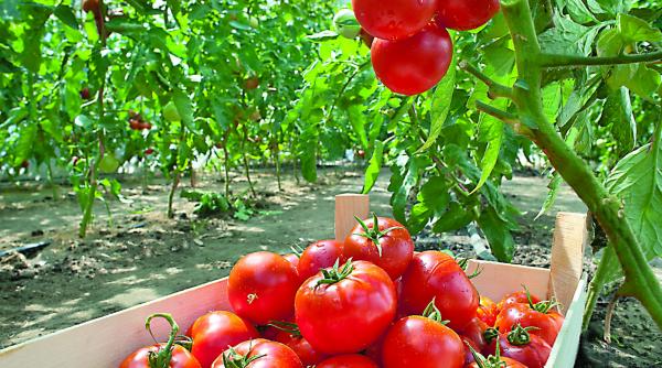 agricultorii iau 3 000 de euro pentru rosiile din sere