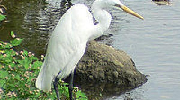 arii protejate ale romaniei parcul natural cefa