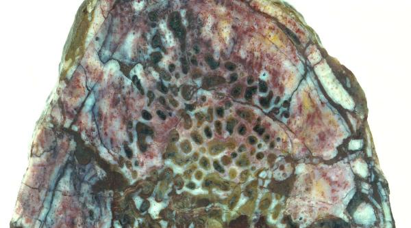 au fost descoperite urme de proteine in scheletul unui dinozaur vechi de 195 de milioane de ani