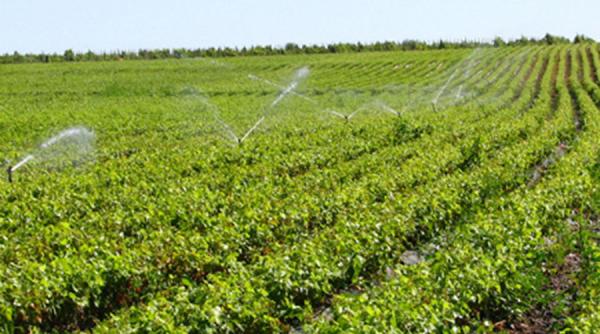 dna a pus sechestru pe trei fabrici de vin in dosarul murfatlar