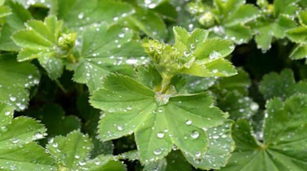 tratamente naturiste cel mai bun remediu al naturii pentru infertilitate planta de care femeile nu ar trebui sa se desparta 7 beneficii ale ei garantat