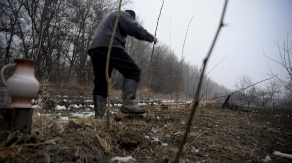 guvernul aloca 50 de milioane de euro pentru paduri