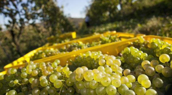 vacanta aromata printre viile romaniei