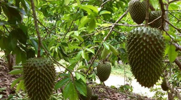 copacul vesnic verde ale carui fructe inving miraculos cancerul garantata