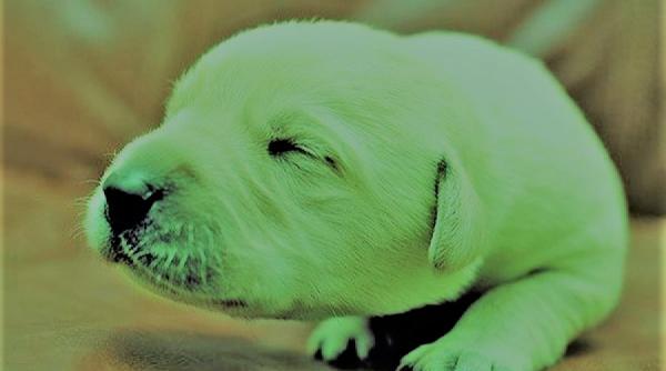 cateii au culoarea verde se intampla si in realitate nu doar in desene animate