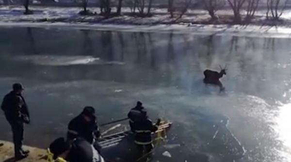 video cerb salvat din apa inghetata a raului bistrita de pompierii militari