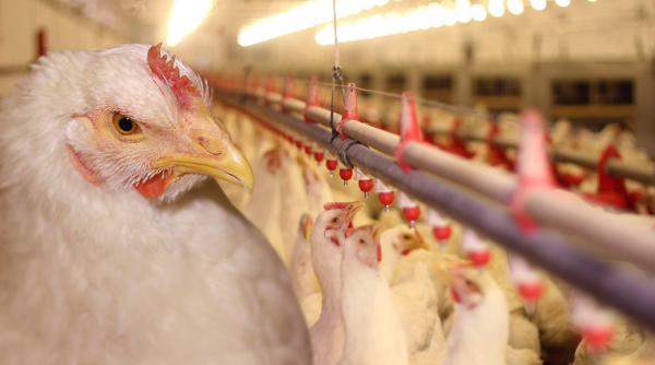 ansvsa gripa aviara nu a atins nicio crescatorie