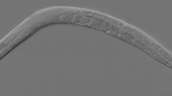 o gena care ar putea combate obezitatea descoperita la un vierme studiu