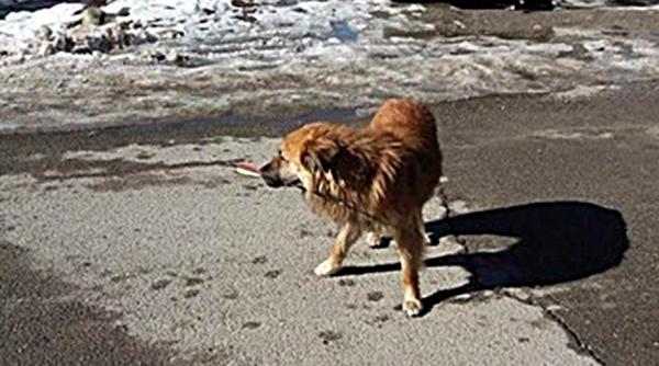 un caine strapuns de o sageata salvat de jandarmi a fost intocmit dosar penal iar faptasul risca 3 ani de inchisoare