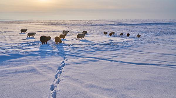 iarna extrema cu temperaturi de minus 50 de grade a decimat septelul nomazilor din mongolia